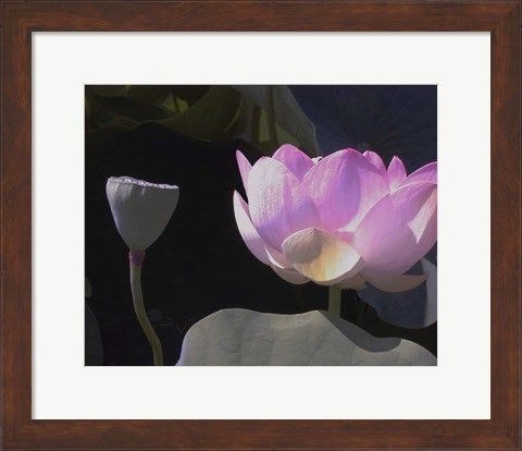 Framed Blushing Lotus III Print