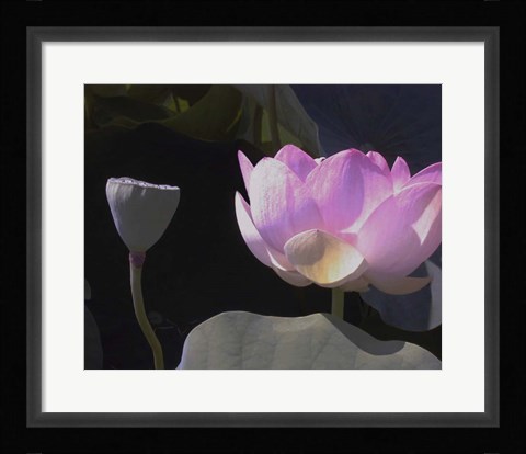 Framed Blushing Lotus III Print