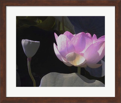 Framed Blushing Lotus III Print