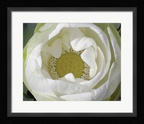 Framed Delicate Lotus I Print