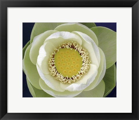 Framed Delicate Lotus II Print