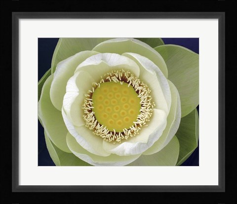 Framed Delicate Lotus II Print