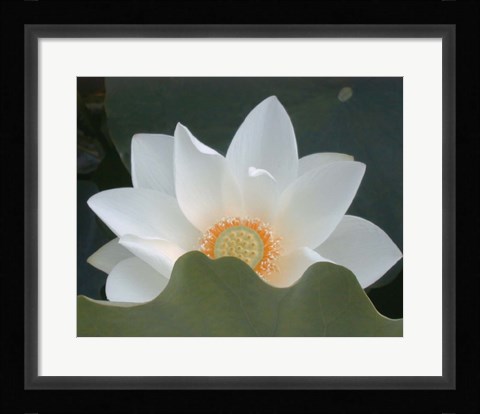 Framed Delicate Lotus III Print