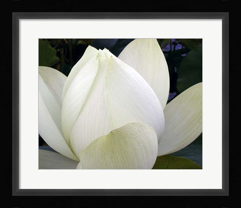 Framed Delicate Lotus IV Print