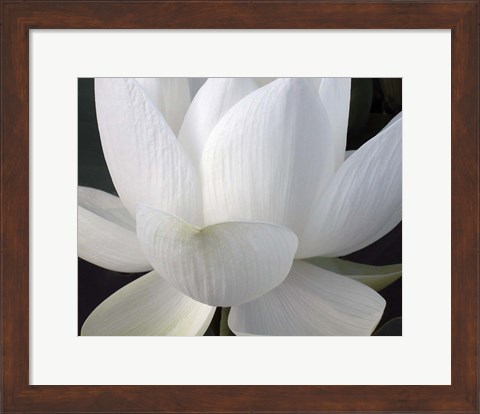 Framed Delicate Lotus V Print