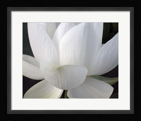 Framed Delicate Lotus V Print