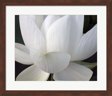 Framed Delicate Lotus V Print