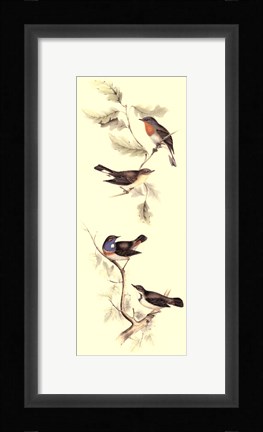 Framed Gould Bird Panel I Print