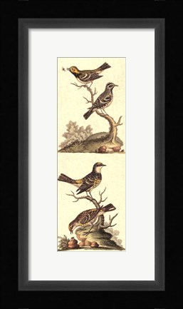 Framed Crackled Edwards Bird Panel II Print
