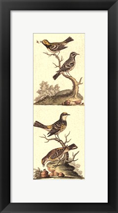 Framed Crackled Edwards Bird Panel II Print