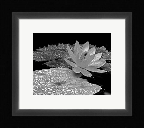 Framed Droplets on Water Lily Print