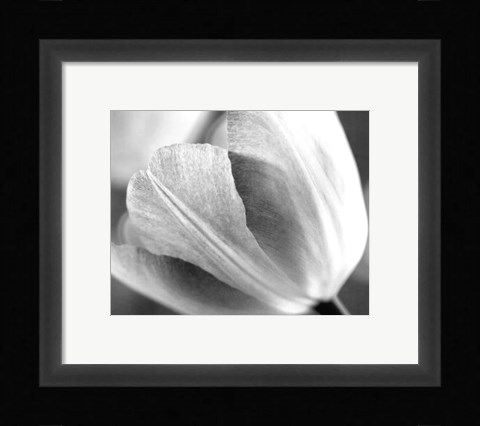 Framed Tulip I Print