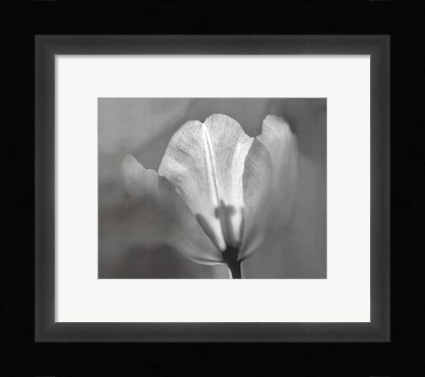 Framed Tulip II Print