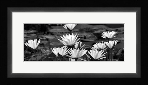 Framed White Innocence Water Print