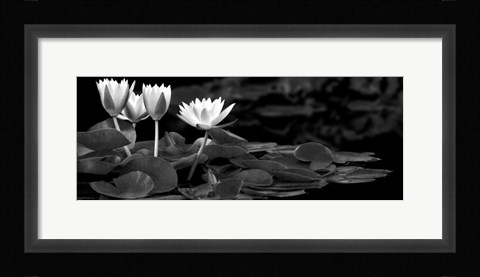 Framed Hughes Water Garden Print