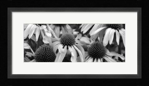 Framed Echinacea Sunrise Print