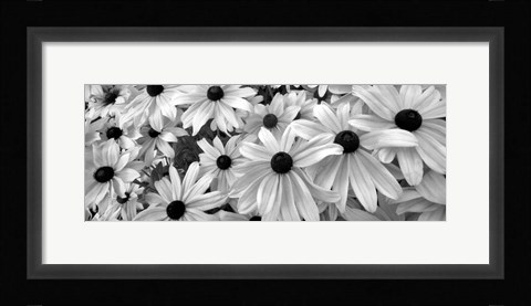 Framed Black Eyed Susans Print