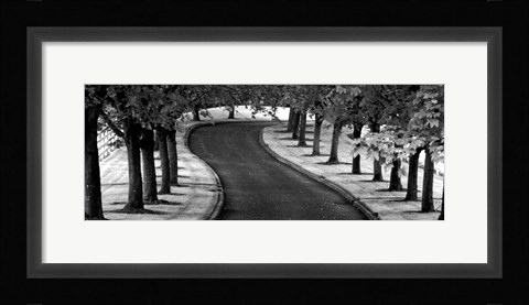 Framed Maple Tree Lined Drive Print