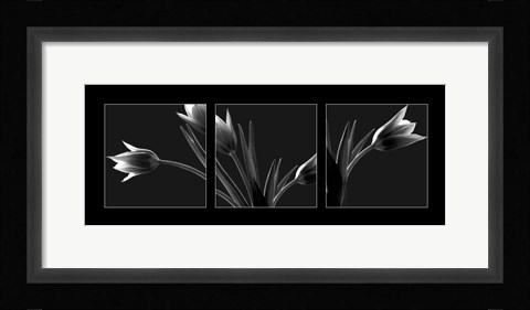Framed Tulip Trio Print