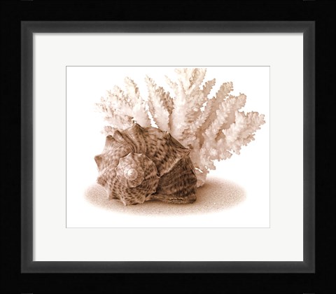 Framed Seashells II Print
