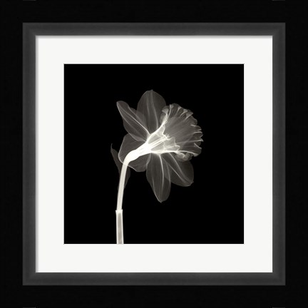 Framed Veiled Blossom Print