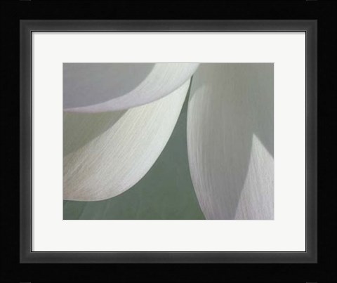 Framed Lotus Detail I Print