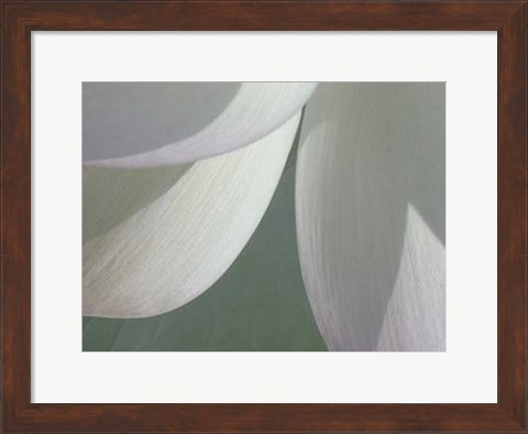Framed Lotus Detail I Print