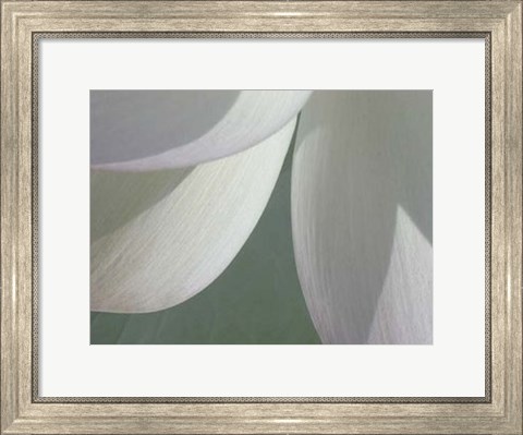 Framed Lotus Detail I Print