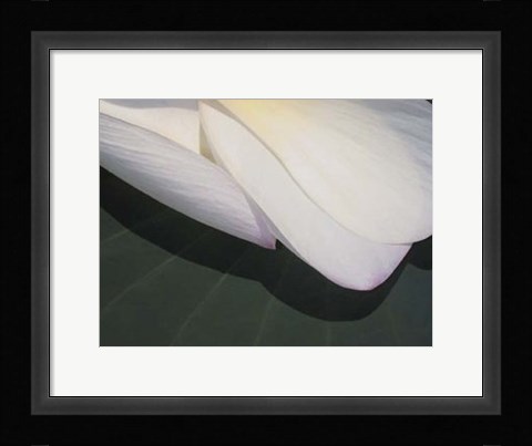 Framed Lotus Detail II Print