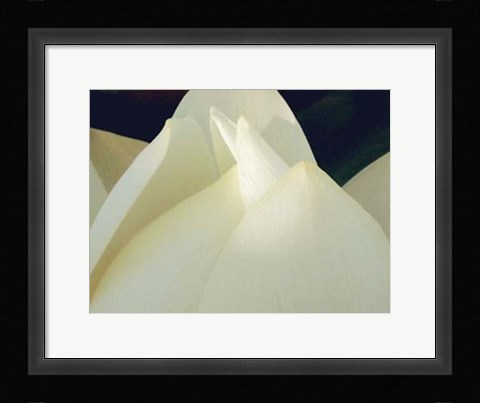Framed Lotus Detail III Print
