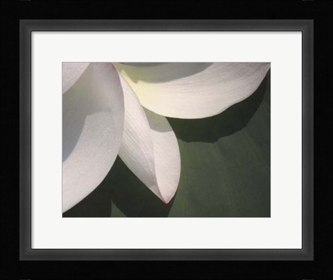 Framed Lotus Detail IV Print