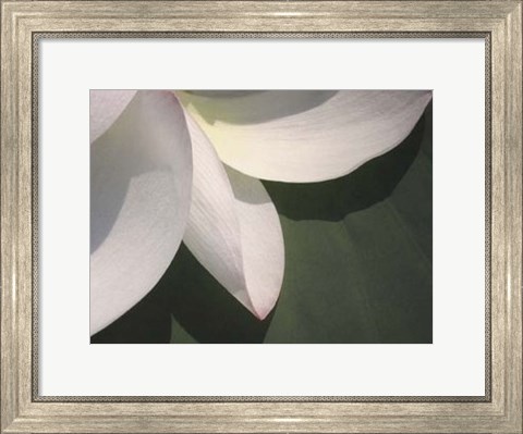 Framed Lotus Detail IV Print