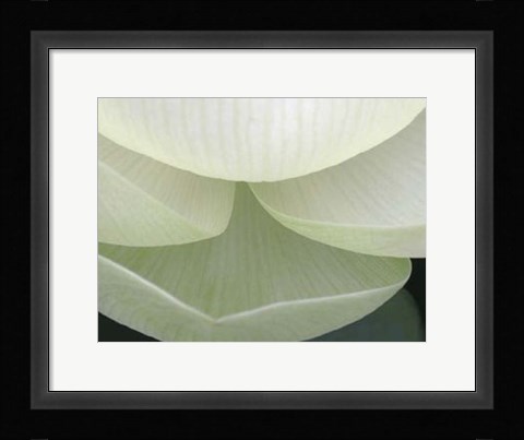 Framed Lotus Detail V Print