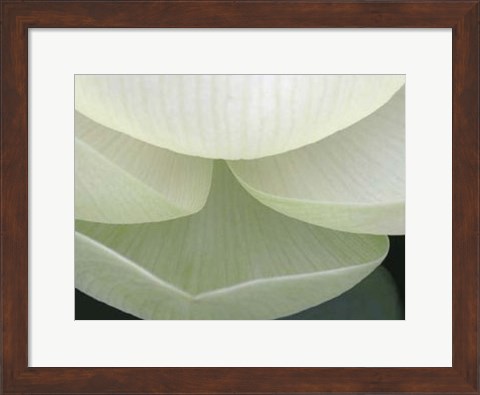 Framed Lotus Detail V Print