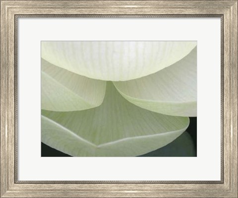Framed Lotus Detail V Print