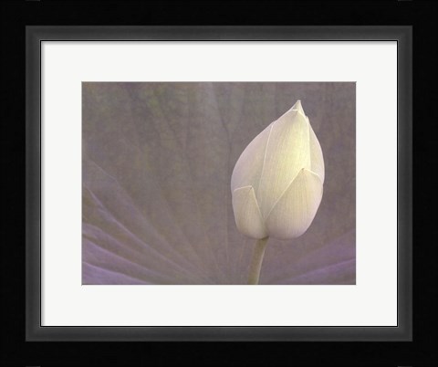 Framed Lotus Detail VI Print