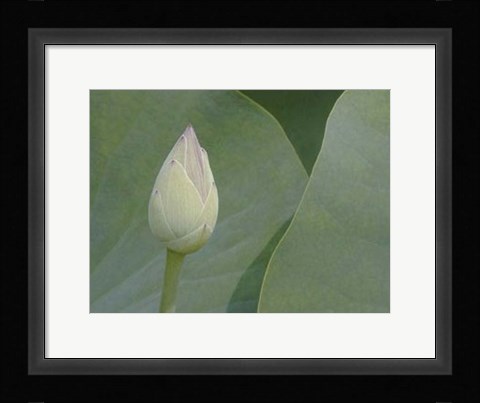 Framed Lotus Detail VII Print
