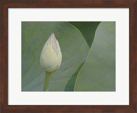 Framed Lotus Detail VII Print