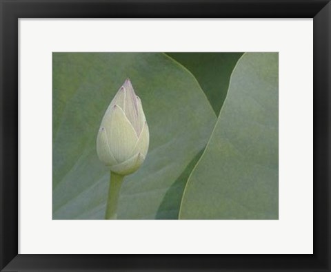 Framed Lotus Detail VII Print
