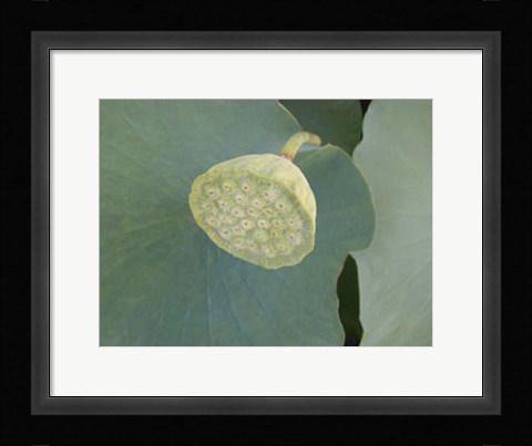 Framed Lotus Detail VIII Print