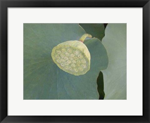 Framed Lotus Detail VIII Print