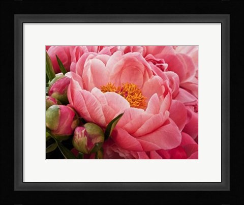 Framed Coral Peonies I Print