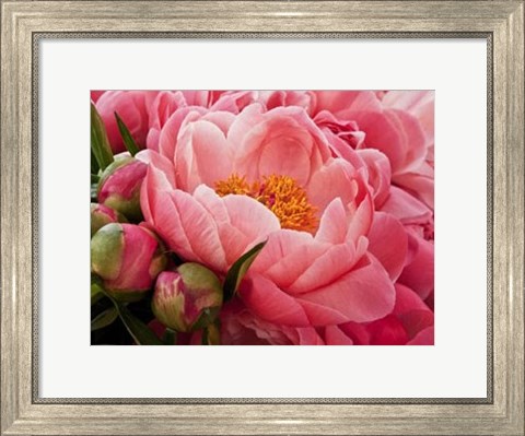 Framed Coral Peonies I Print