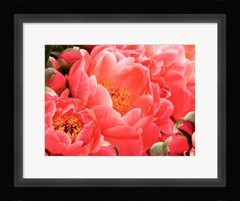 Framed Coral Peonies II Print