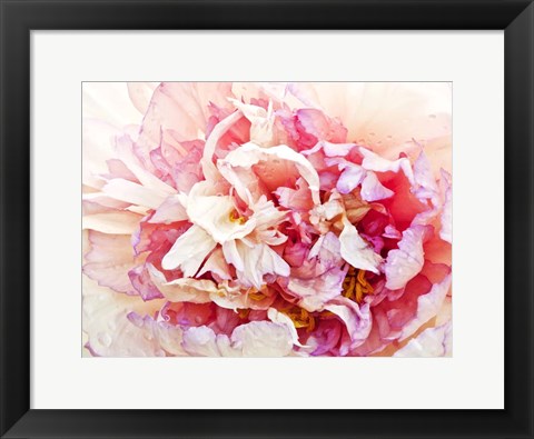 Framed Monet&#39;s Peony I Print