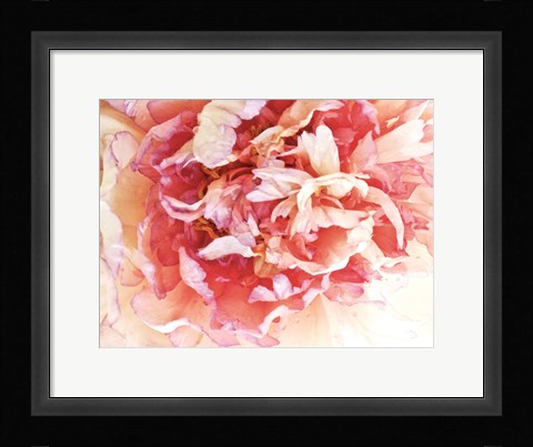 Framed Monet's Peony II Print