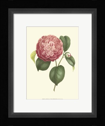 Framed Camellia Blooms I Print