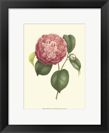 Framed Camellia Blooms I Print