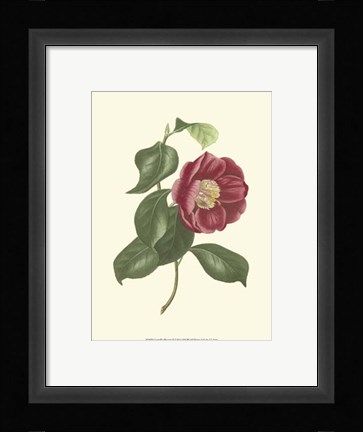 Framed Camellia Blooms II Print