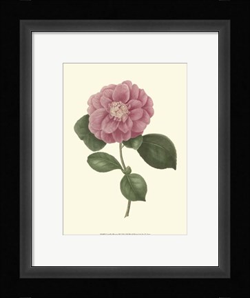 Framed Camellia Blooms III Print